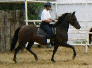 liftedtrot.jpg - 40879 Bytes